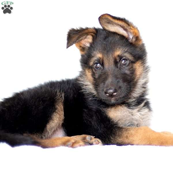 Austin, German Shepherd Puppy